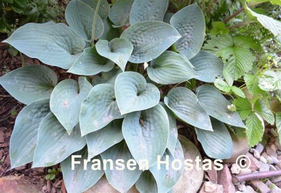 Hosta Blue Eyes